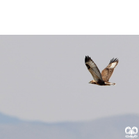 گونه سارگپه کوهی Upland Buzzard